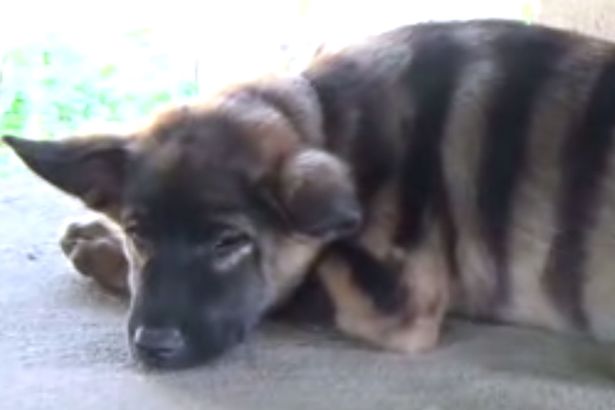 Γαβγίζει σαν σκύλος, μοιάζει με τίγρη… τι είναι; – ΒΙΝΤΕΟ