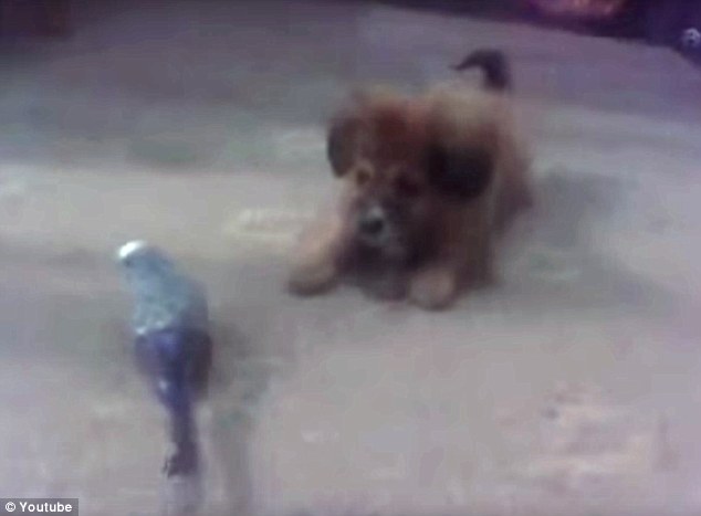 Η ασυνήθιστη φιλία ενός παπαγάλου με ένα σκύλο – ΒΙΝΤΕΟ