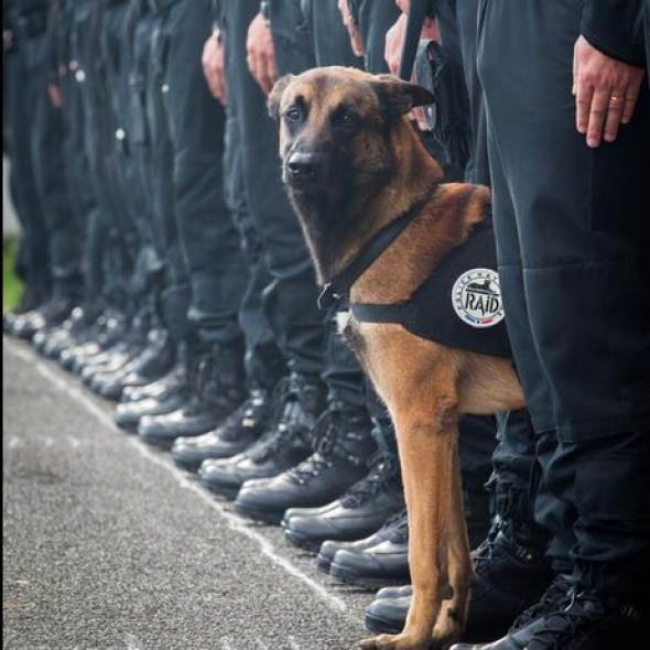 Hashtag στο twitter για την “ηρωική σκυλίτσα” Nτίζελ #jesuisunchien