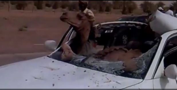 Ο Σαουδάραβας που τράκαρε με… καμήλα – ΦΩΤΟ