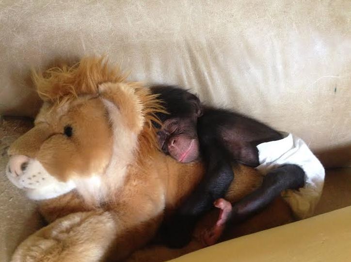 Αυτόν τον χιμπατζή θα τον ερωτευτείτε – ΦΩΤΟ