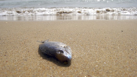 Λευκή σκόνη “ανασταίνει” ψάρια – ΒΙΝΤΕΟ