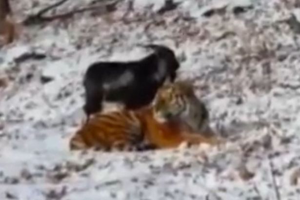 Κατσίκα που προοριζόταν για μεζές μιας τίγρης έγινε…φίλη της – ΒΙΝΤΕΟ