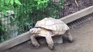 Δείτε πως μπορεί μια χελώνα να βοηθήσει μια άλλη να… ξεκολλήσει – ΒΙΝΤΕΟ