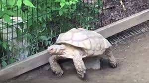 Δείτε πως μπορεί μια χελώνα να βοηθήσει μια άλλη να… ξεκολλήσει – ΒΙΝΤΕΟ