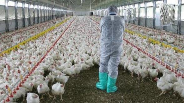 8 χώρες ανέστειλαν τις εισαγωγές πουλερικών από τη Γαλλία μετά από ανίχνευση του ιού H5N1
