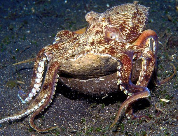 Το παράξενο “χταπόδι της καρύδας” – ΒΙΝΤΕΟ