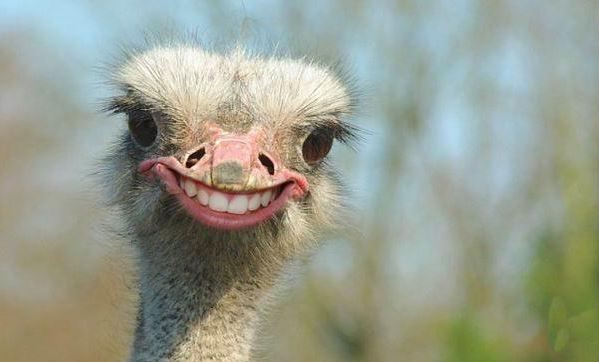 Τα πιο αστεία στιγμιότυπα του 2015 ! – ΒΙΝΤΕΟ