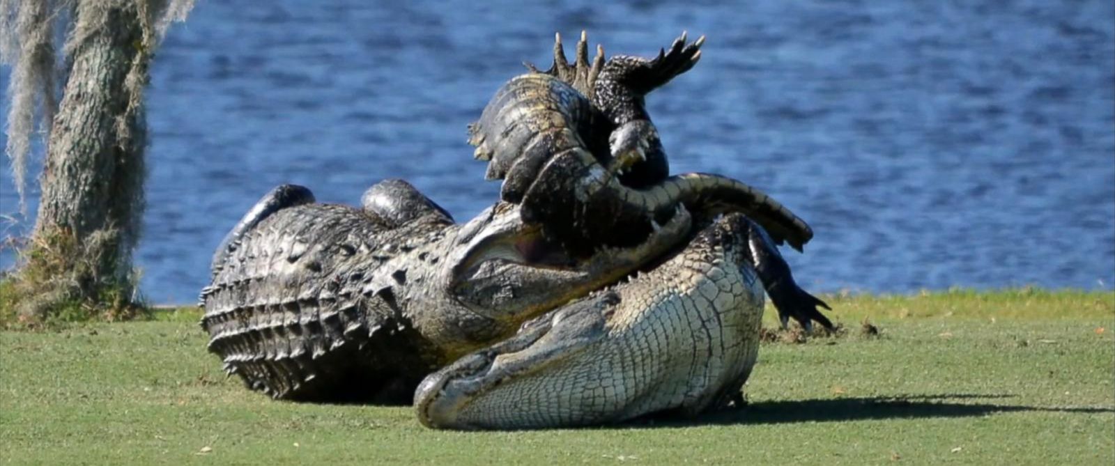 Δαβίδ εναντίον Γολιάθ – Η μάχη δύο αλιγατόρων – ΒΙΝΤΕΟ