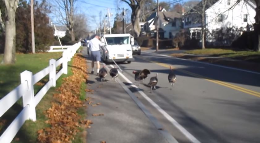 Γαλοπούλες επιτέθηκαν στον… ταχυδρόμο – ΒΙΝΤΕΟ