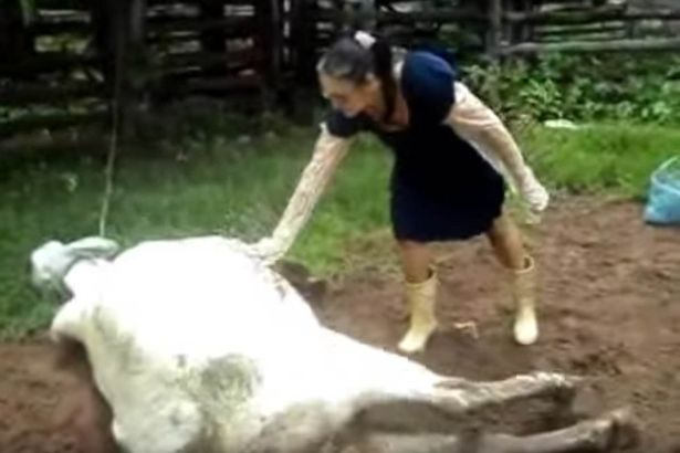 Πήγε να βοηθήσει την ετοιμόγεννη αγελάδα και δείτε τι έπαθε – ΒΙΝΤΕΟ