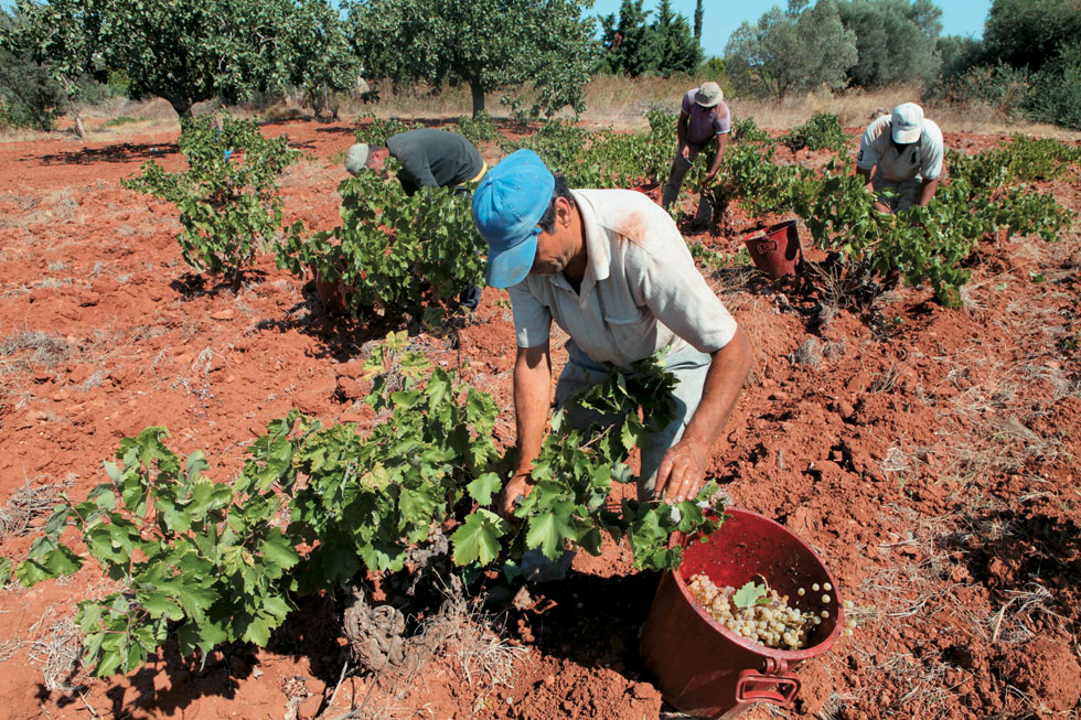 “Ψαλίδι” μέχρι και 50% στις επιδοτήσεις των αγροτών