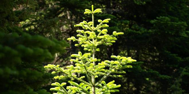 Στα 4 δισ. δολάρια η αγορά των χριστουγεννιάτικων δέντρων παγκοσμίως
