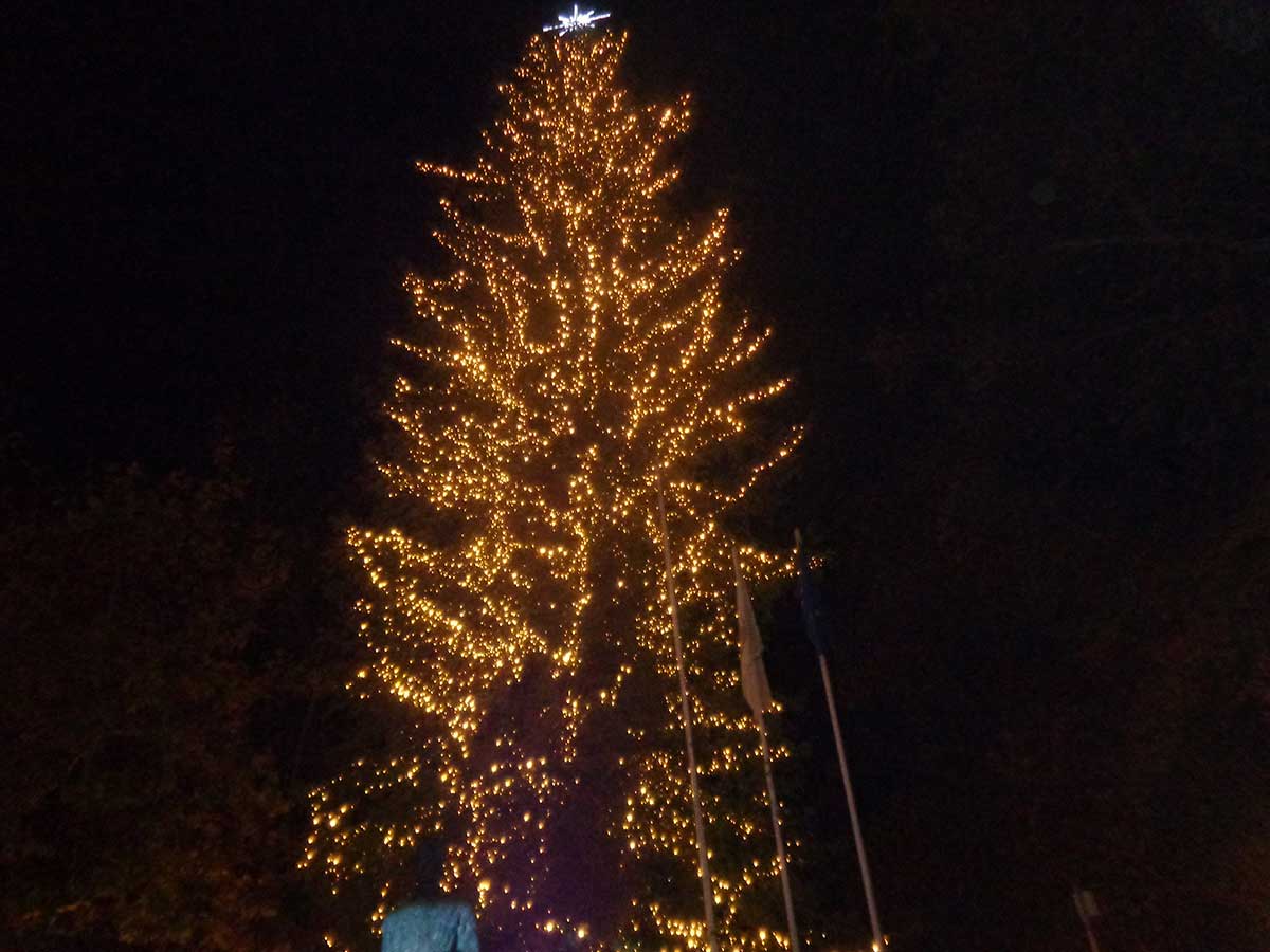 Φωταγωγήθηκε το ψηλότερο φυσικό χριστουγεννιάτικο δέντρο της Ελλάδας – ΦΩΤΟ