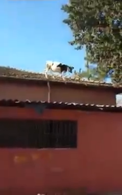 Μια αγελάδα πέφτει από την… στέγη – ΒΙΝΤΕΟ