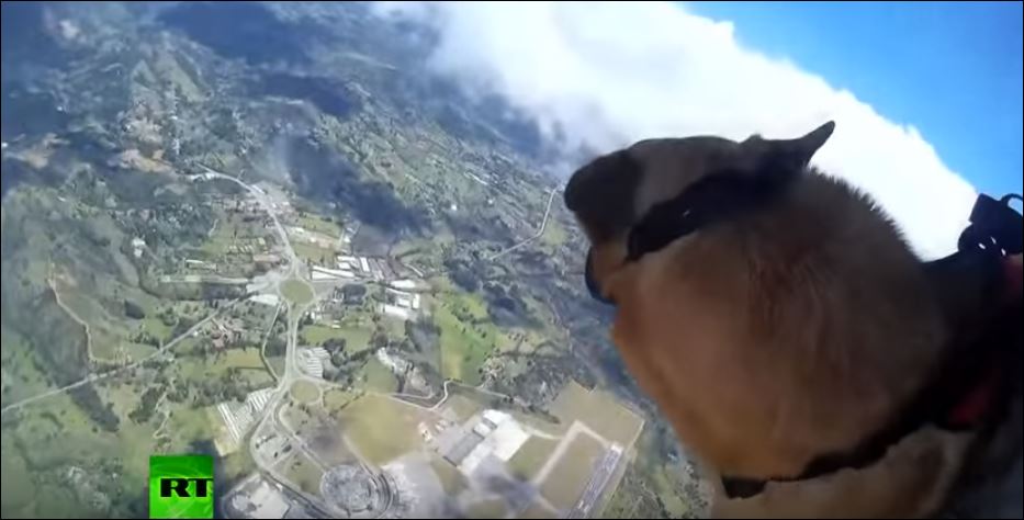 Σκύλοι κάνουν ελεύθερη πτώση με αλεξίπτωτο – ΒΙΝΤΕΟ