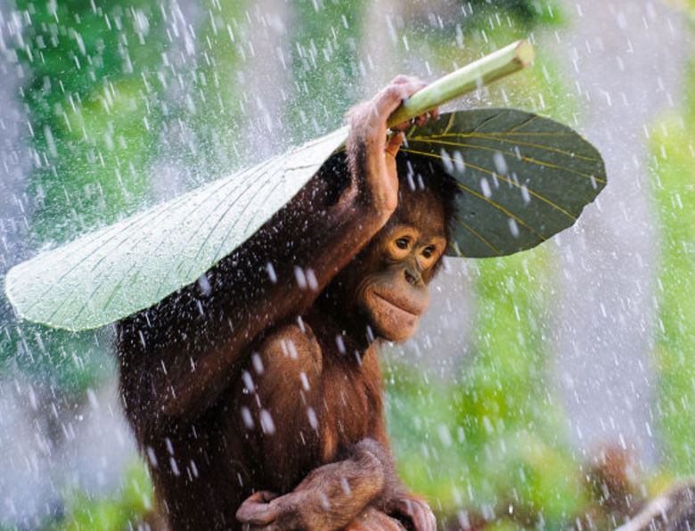 Οι καλύτερες φωτογραφίες του 2015 από το National Geographic