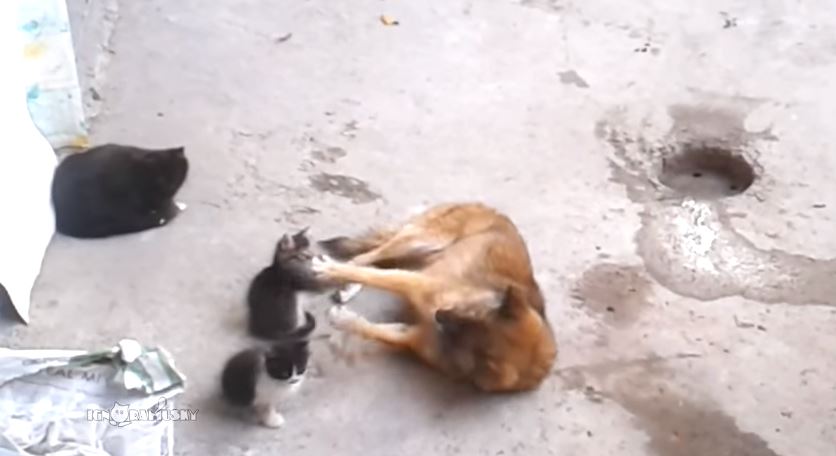 Σκύλος παίζει με… γατάκια – ΒΙΝΤΕΟ