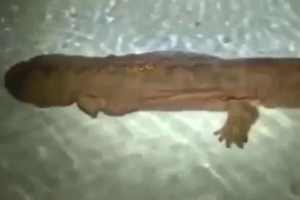 Eίναι αυτό το πιο αρχαίο πλάσμα στον πλανήτη; – BINTEO