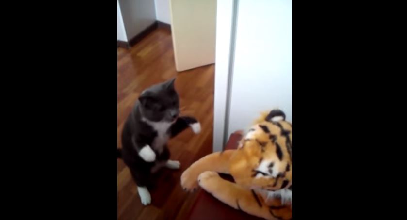 Τα… κροσέ της γάτας στην τίγρη – ΒΙΝΤΕΟ