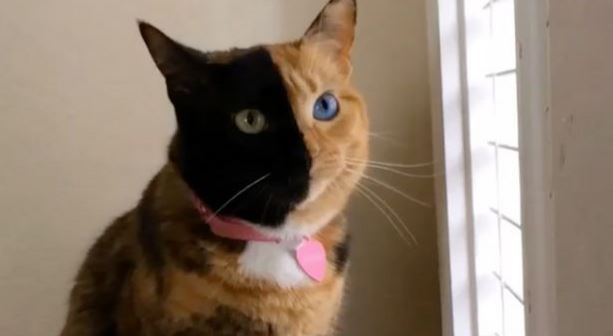 Η γάτα με τα δύο πρόσωπα που έχει τρελάνει το διαδίκτυο – ΒΙΝΤΕΟ