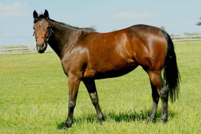 Ι.Χ συγκρούστηκε με… άλογο -ΦΩΤΟ