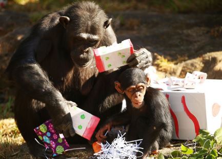 Χριστουγεννιάτικα δώρα για τα …ζώα στον ζωολογικό κήπο του Σίδνεϊ – ΒΙΝΤΕΟ
