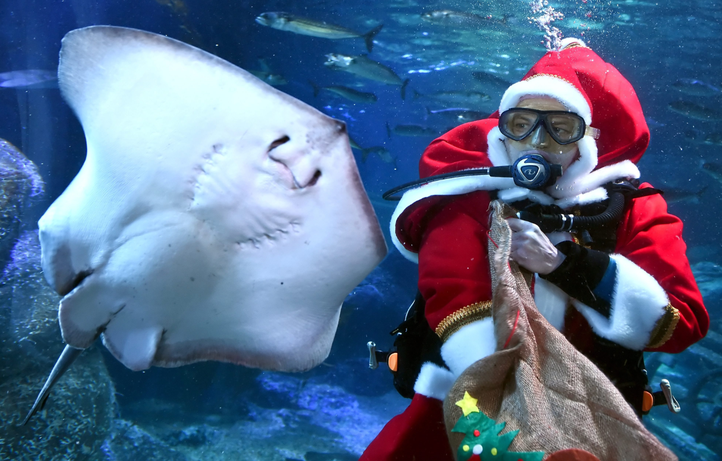 Ο Άγιος Βασίλης μπήκε στο ενυδρείο και τάισε… ένα σαλάχι – ΦΩΤΟ