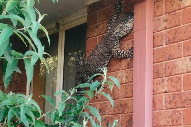Δεν φανταζόταν ποτέ ότι θα έβλεπε κάτι τέτοιο έξω από το παράθυρό του – ΦΩΤΟ