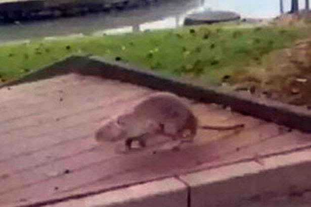 “Γίγαντας” αρουραίος σε πανεπιστήμιο της Κίνας – ΦΩΤΟ