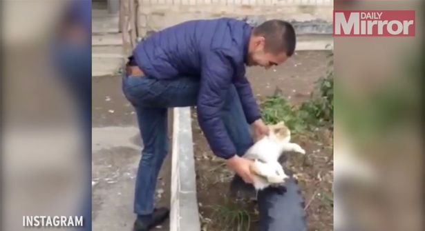 Άντρας καθαρίζει τα παπούτσια του με μια… γάτα – ΒΙΝΤΕΟ
