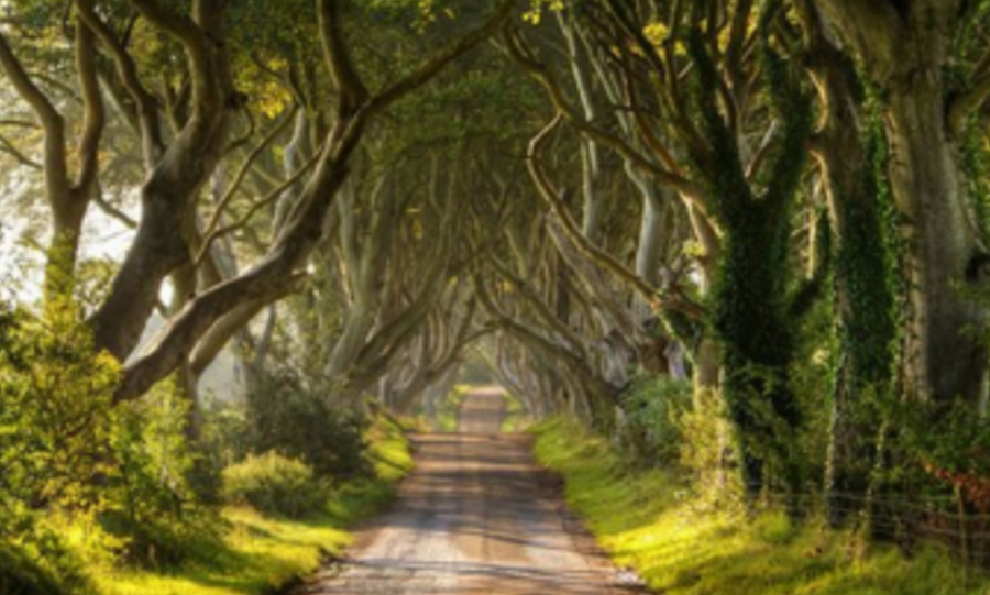 Τα πιο ωραία δέντρα του κόσμου – ΦΩΤΟ