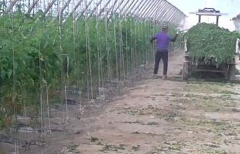 Σε συνθήκες “δουλείας” εργάζονταν μετανάστες σε θερμοκήπια στην Ισπανία