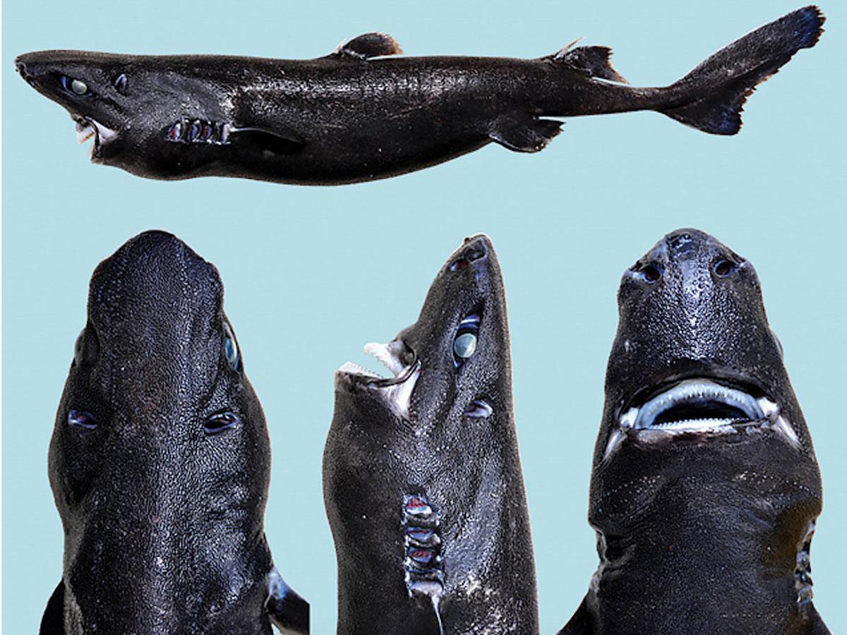 Ανακαλύφθηκε νέο είδος καρχαρία – ΒΙΝΤΕΟ