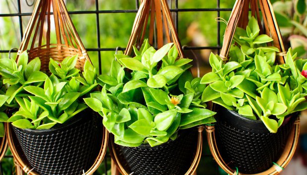 Αυτά τα φυτά είναι για… τεμπέληδες