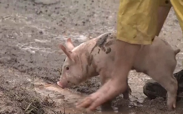 Ντεραπάρισε νταλίκα γεμάτη με…γουρούνια – ΒΙΝΤΕΟ