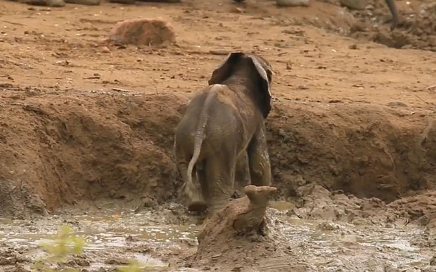 Ελεφαντάκι παγιδευμένο στις λάσπες – ΦΩΤΟ