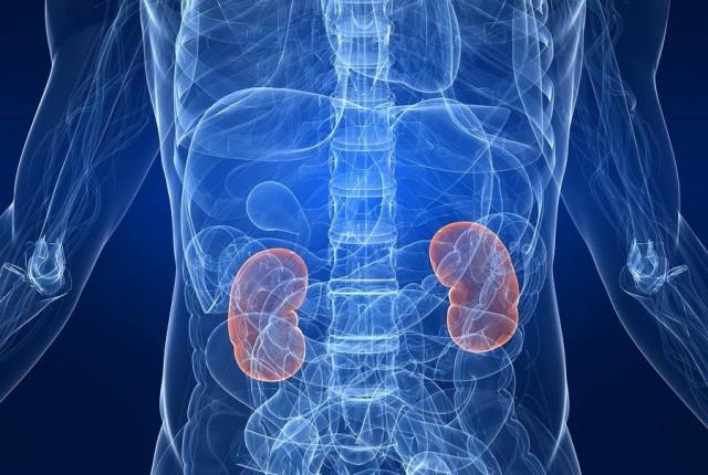 Νεφρά – Δέκα σημάδια ότι κάτι δεν πάει καλά