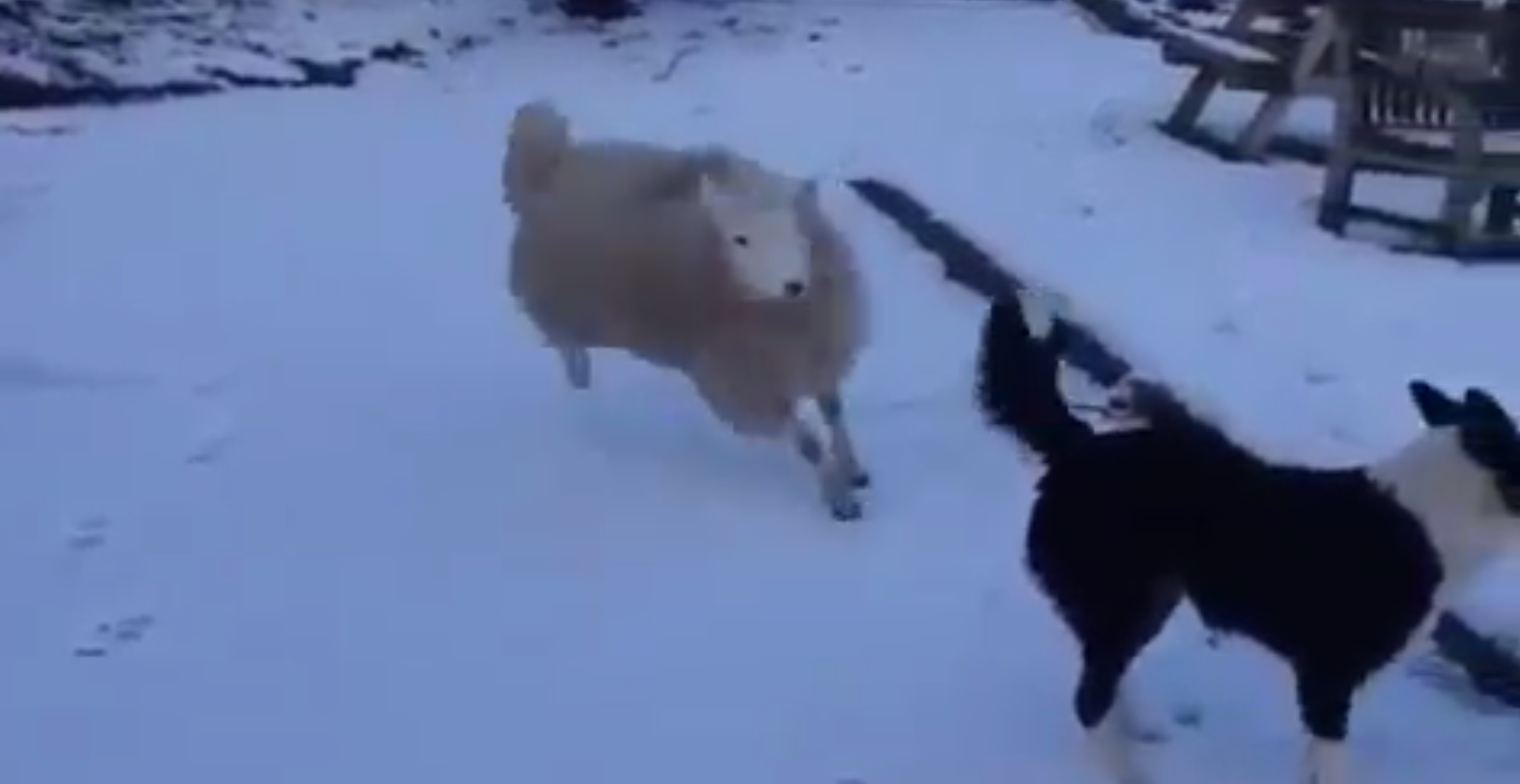 Το πρόβατο που νομίζει ότι είναι σκυλί – BINTEO
