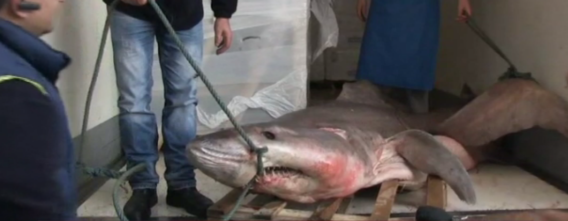 Στα δίχτυα Έλληνα ψαρά καρχαρίας 280 κιλών! – ΒΙΝΤΕΟ