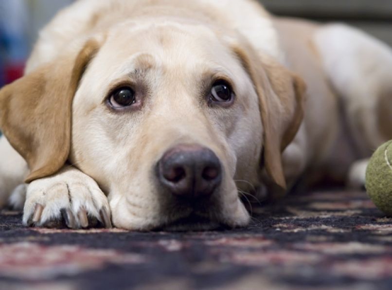 Ποια ράτσα σκύλου σου ταιριάζει; Κάνε το τεστ