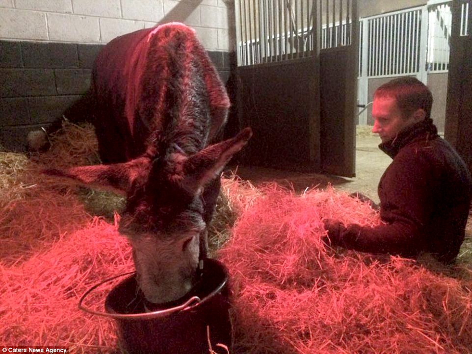 Το… χαμογελαστό γαϊδουράκι που σώθηκε από πνιγμό – ΒΙΝΤΕΟ