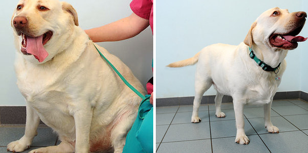 Γυμναστήριο για παχύσαρκα ζώα – ΦΩΤΟ