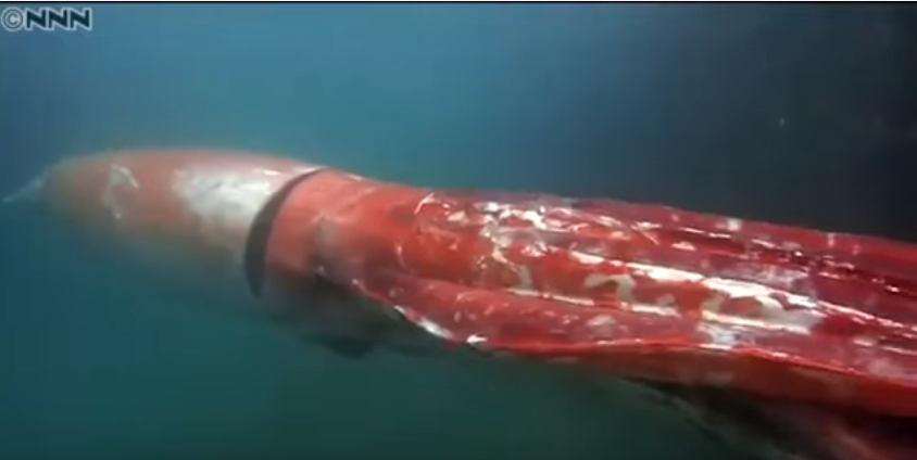 Γιγάντιο καλαμάρι στις ακτές της Ιαπωνίας – ΒΙΝΤΕΟ