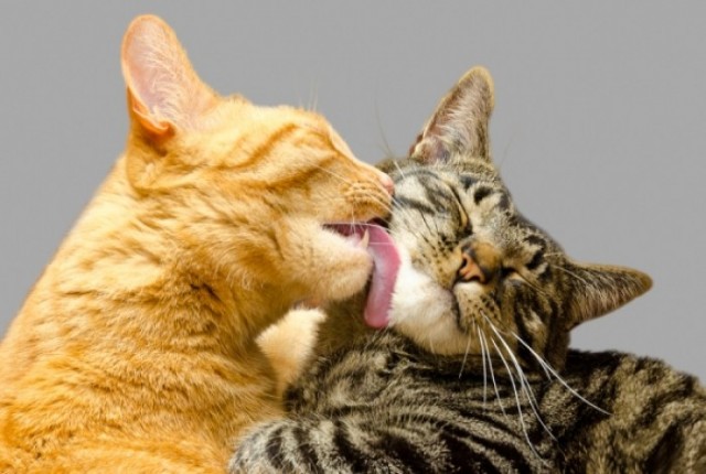 Επούλωση των πληγών: Ακολουθήστε το παράδειγμα της γάτας