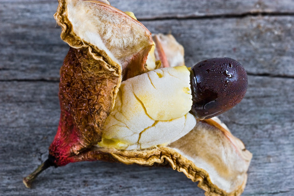 perierga.gr - 6 από τα πιο επικίνδυνα φαγητά του κόσμου! perierga.gr - 6 από τα πιο επικίνδυνα φαγητά του κόσμου!