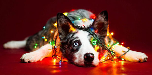 Αξιολάτρευτα σκυλιά ποζάρουν… χριστουγεννιάτικα – ΦΩΤΟ