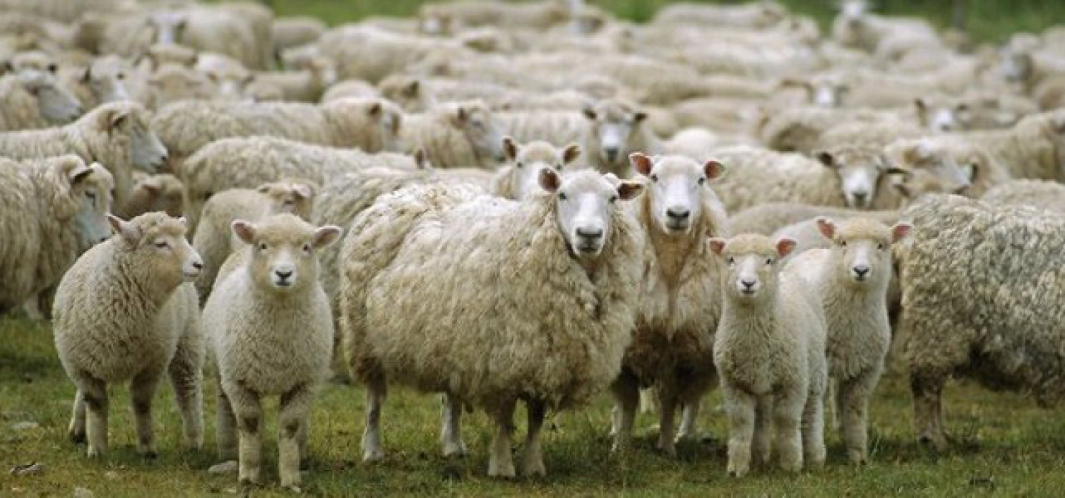 Λύθηκε το μυστήριο με τα 3.000 νεκρά πρόβατα στην Κρήτη