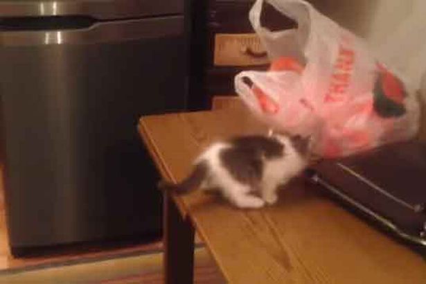 H γάτα που… παραδίδει μαθήματα επιμονής έγινε viral – ΒΙΝΤΕΟ