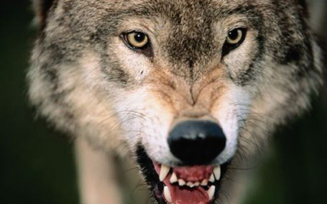 Επιδρομή αγέλης λύκων σε στάβλο στη Θεσπρωτία